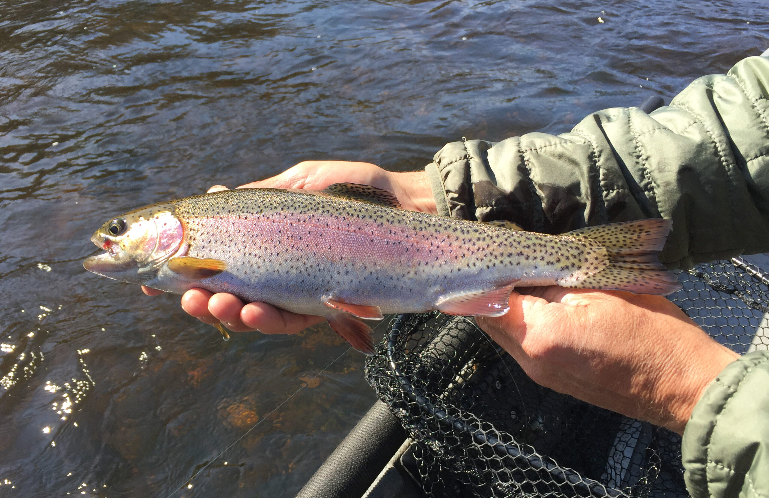 on the fly - rainbow trout