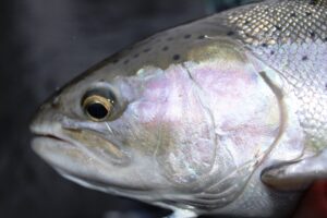 A chrome female steelhead that came in during the higher water in the days following Christmas.