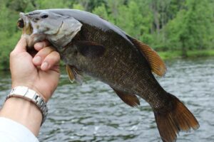 Muskegon River smallmouth Bass taken on a popper