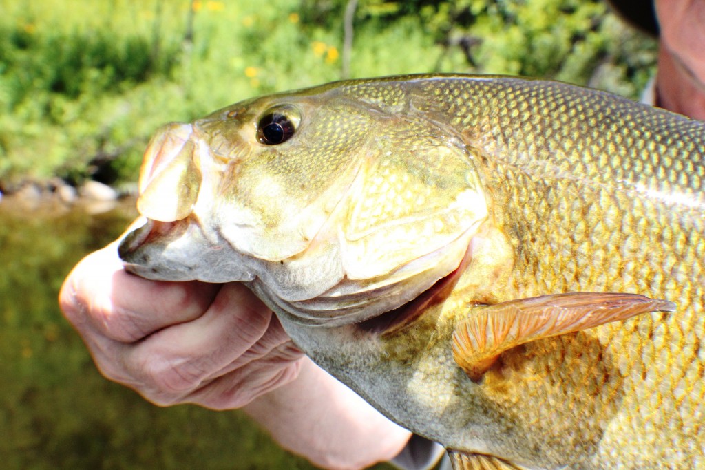 Muskegon River Smallmouth Bass