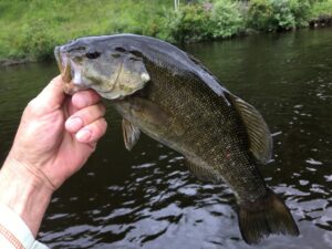 Muskegon river smallmouth bass