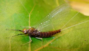 Muskegon river mayfly