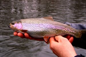 Muskegon river Rainbow trout