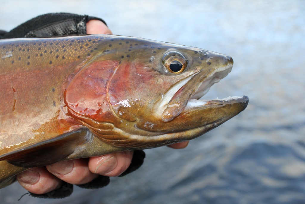 Muskegon River Rainbow Trout